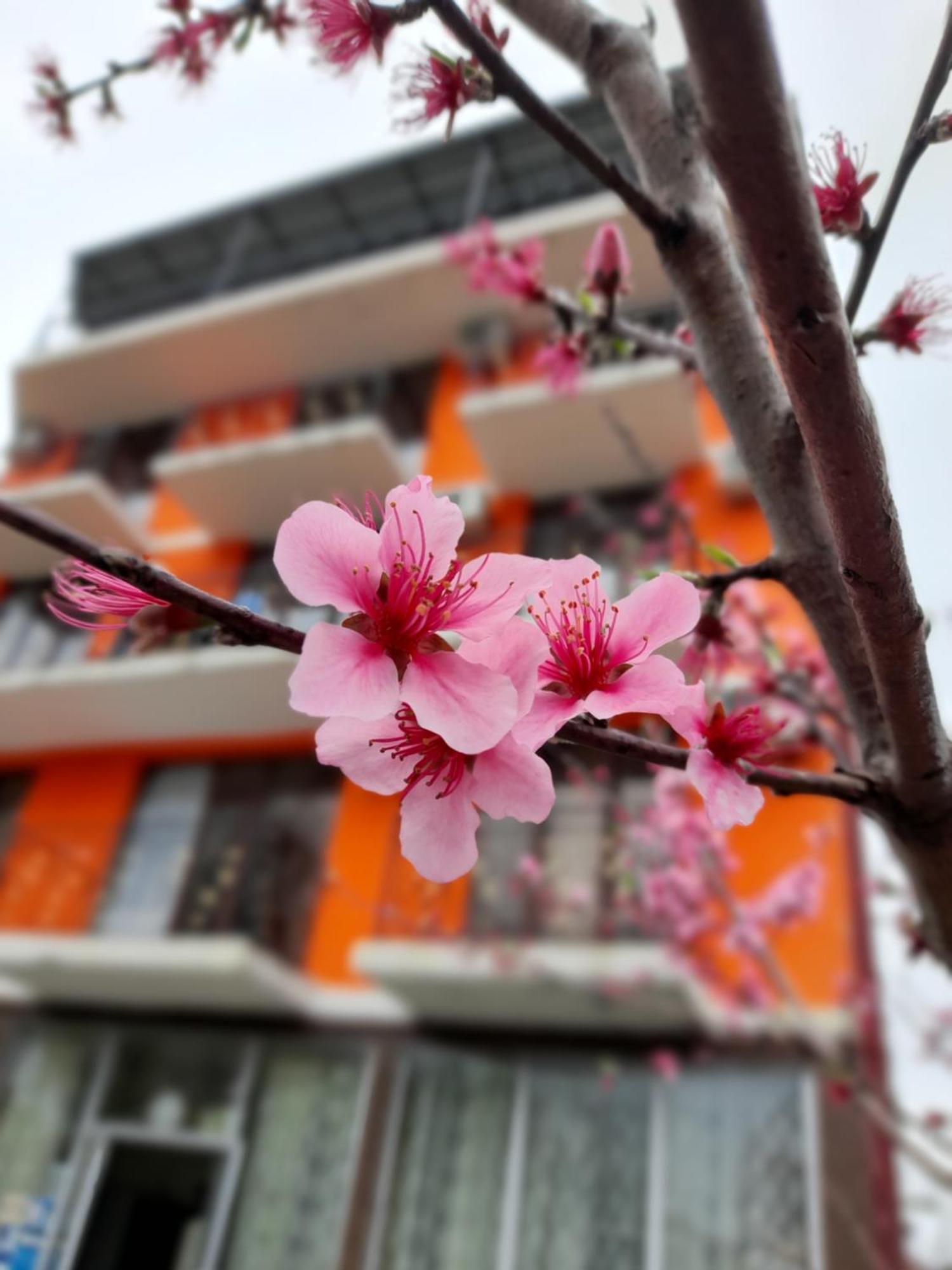 Vizitori Hotel Gonio Dış mekan fotoğraf